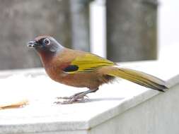 Image of Malayan Laughingthrush