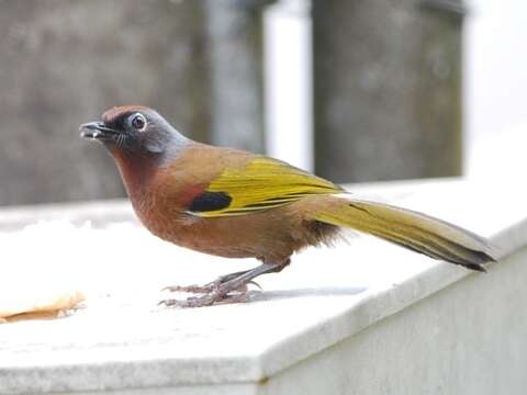 Image of Malayan Laughingthrush