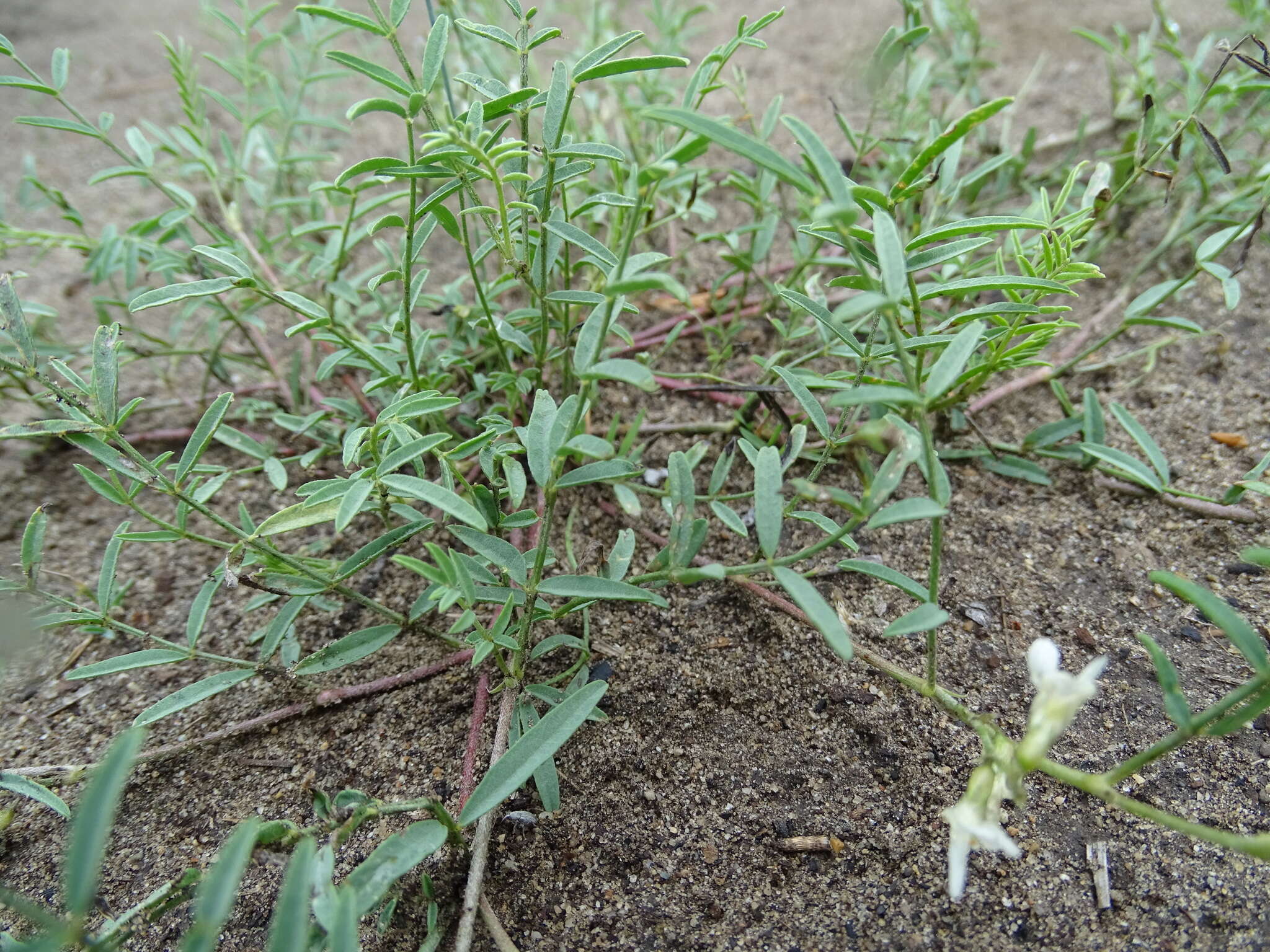 Image of looseflower milkvetch