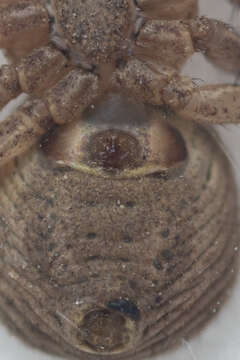 Image of common crab spider