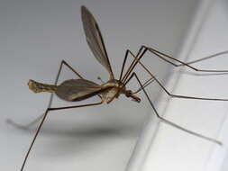 Image of Marsh crane fly