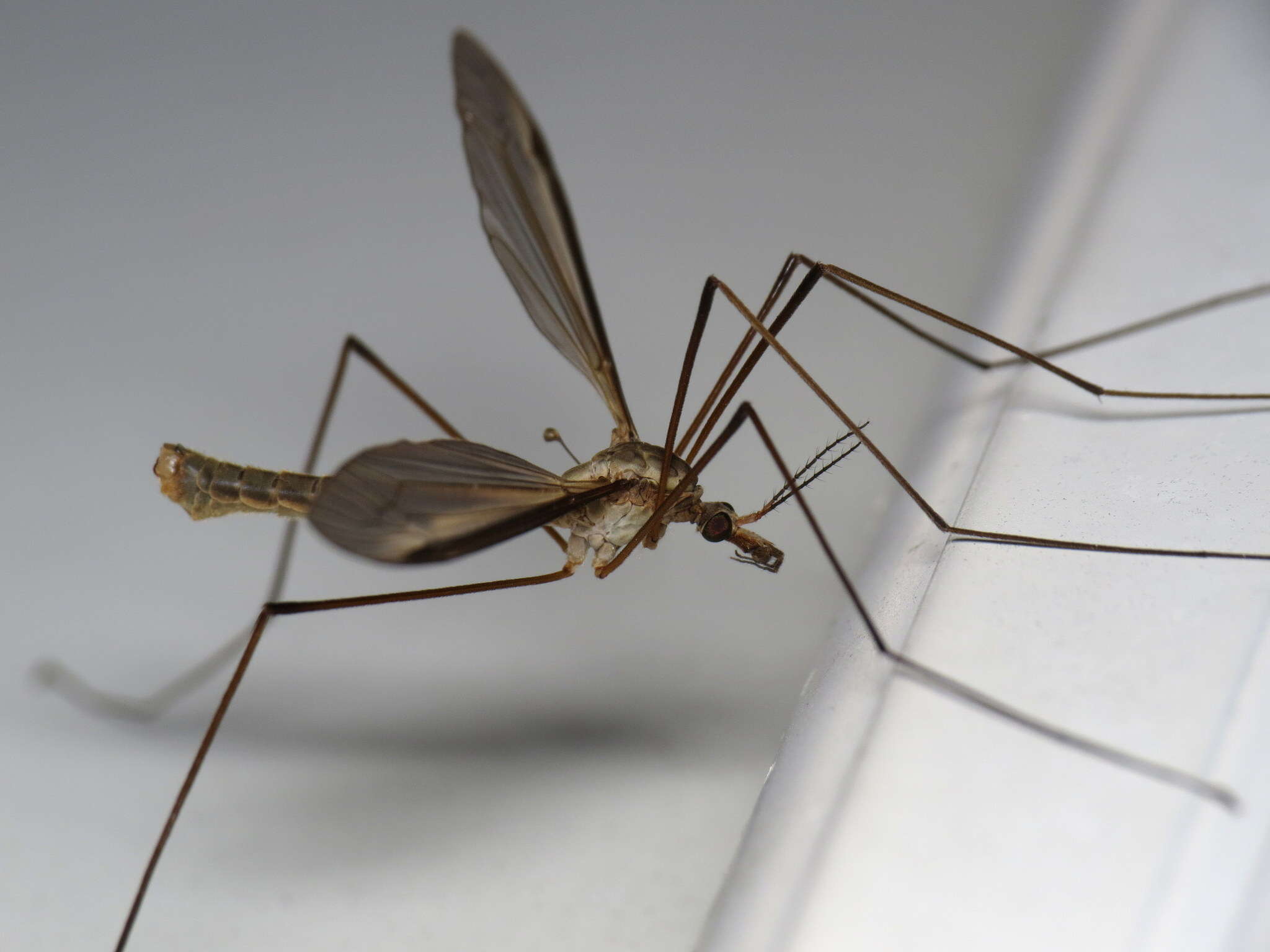 Image of Marsh crane fly