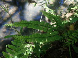 Image of Adiantum diaphanum Bl.