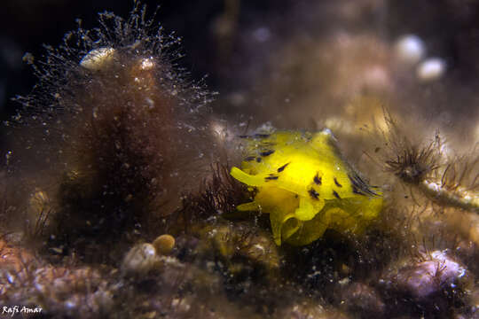 Image of yellow tylodina