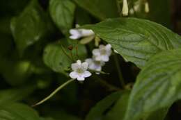 Sivun Streptocarpus parviflorus Hook. fil. kuva