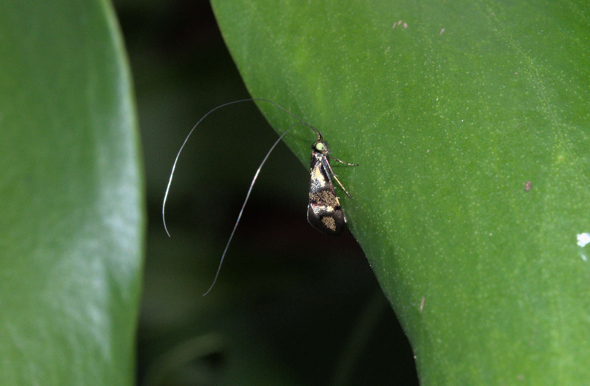 Image of Nemophora topazias Meyrick 1892