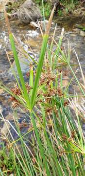 Imagem de Cyperus vaginatus R. Br.