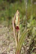 Calochilus robertsonii Benth.的圖片