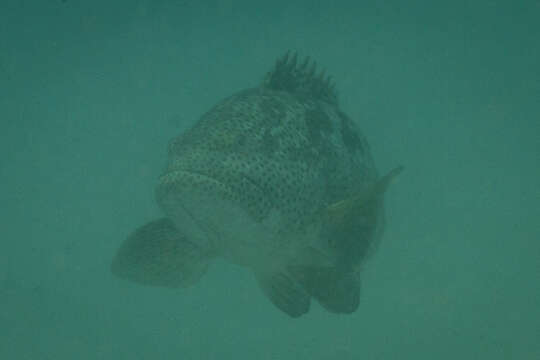 Image of Malabar Grouper