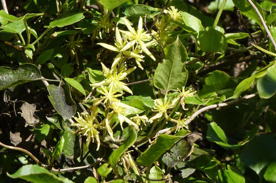 Image of Clematis foetida Raoul