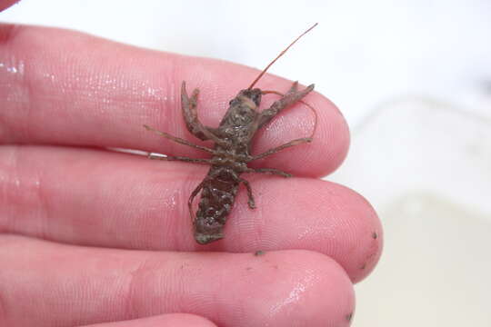 Image of Big Water Crayfish