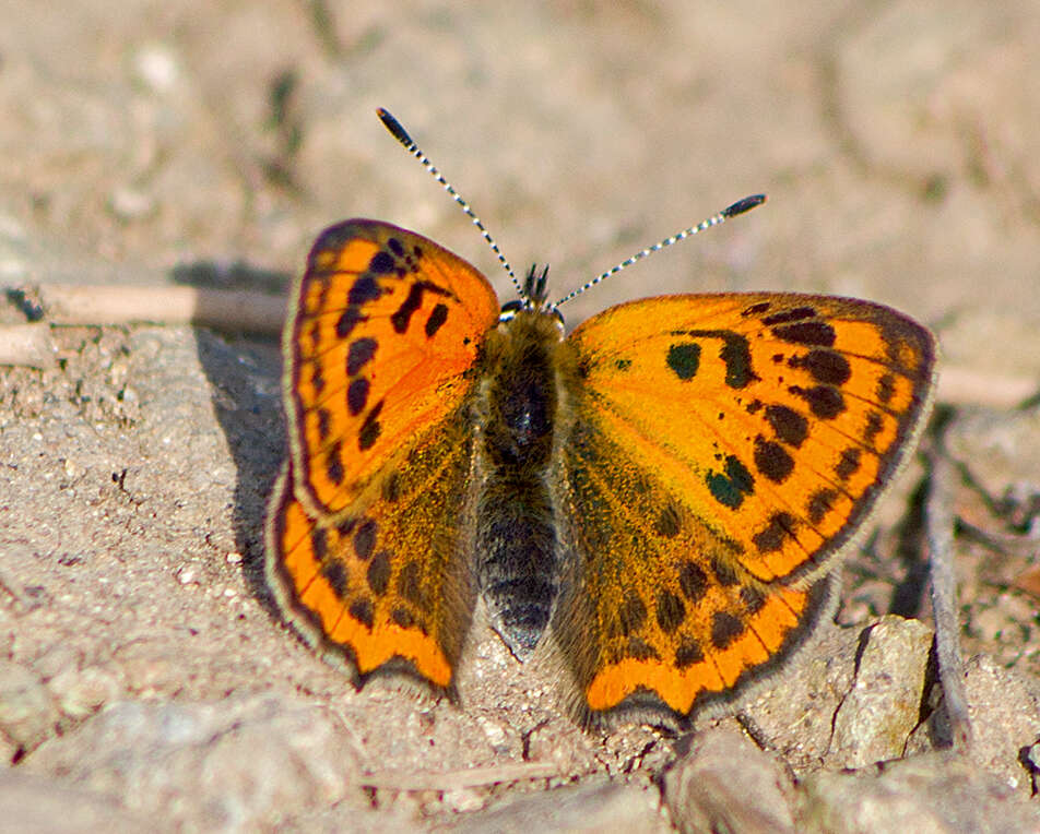 Image of <i>Lycaena ottomana</i>