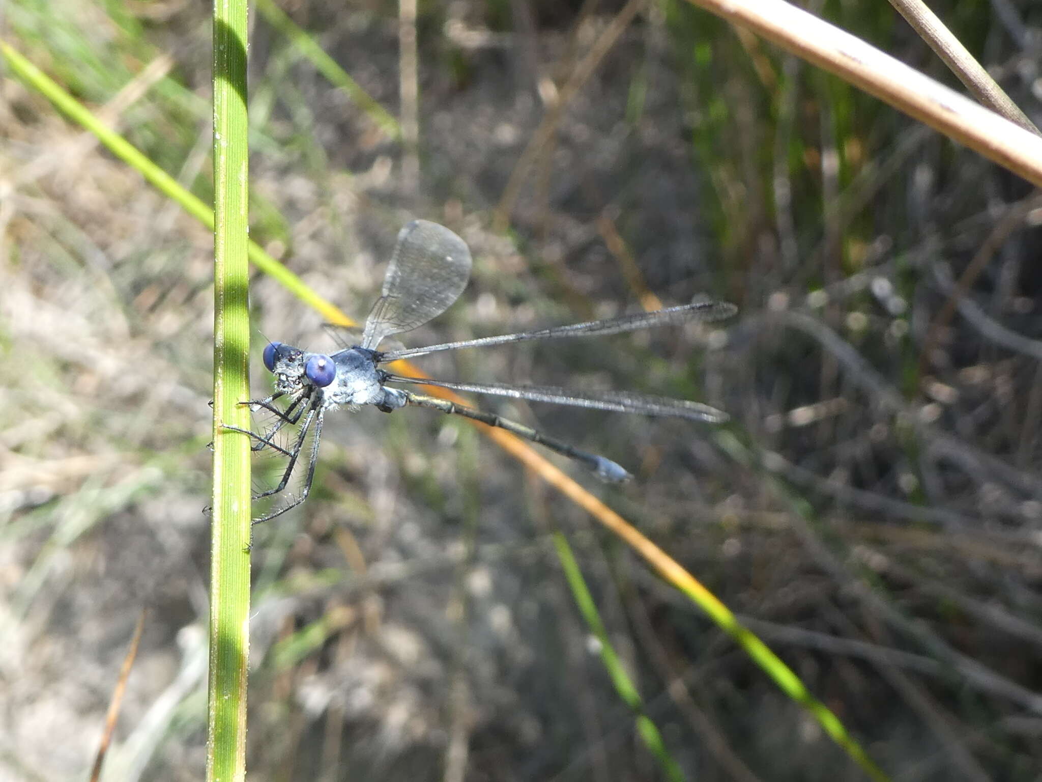 Image of Dark Emerald Damselfly