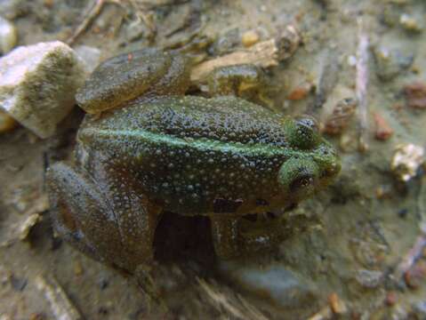 Image of Green Puddle Frog