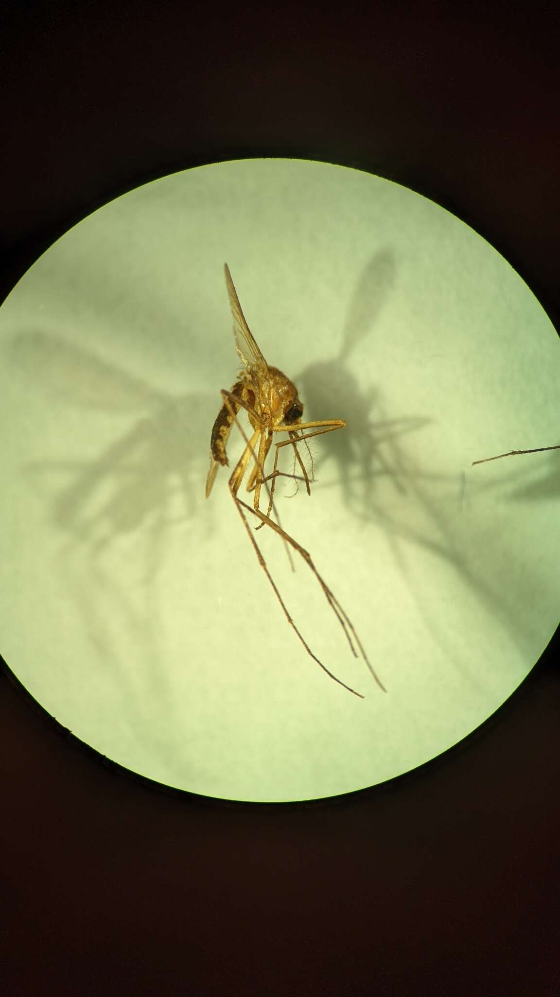 Image of Aedes atlanticus Dyar & Knab 1906