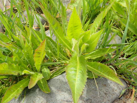 Image of Picris japonica Thunb.