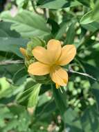 Image of Barleria crossandriformis C. B. Cl.