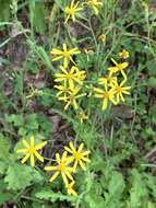 Image of Senecio hastatus L.