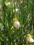 Image of Small white lady's slipper