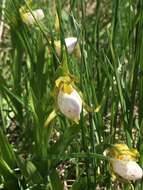 Imagem de Cypripedium candidum Muhl. ex Willd.