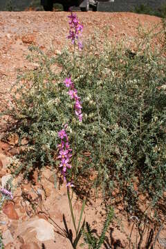 Image of Ixia scillaris L.