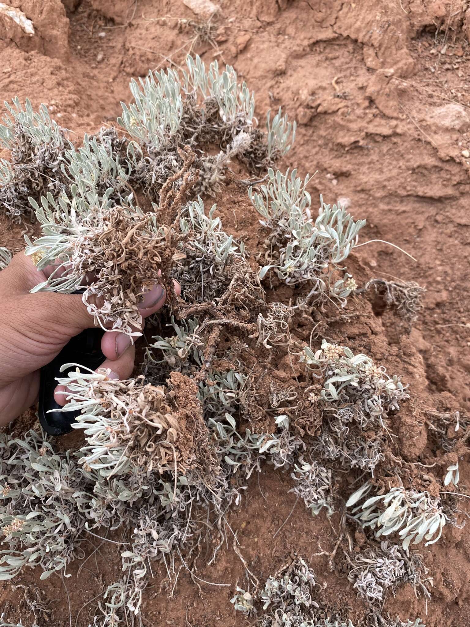 Image of fewflower buckwheat