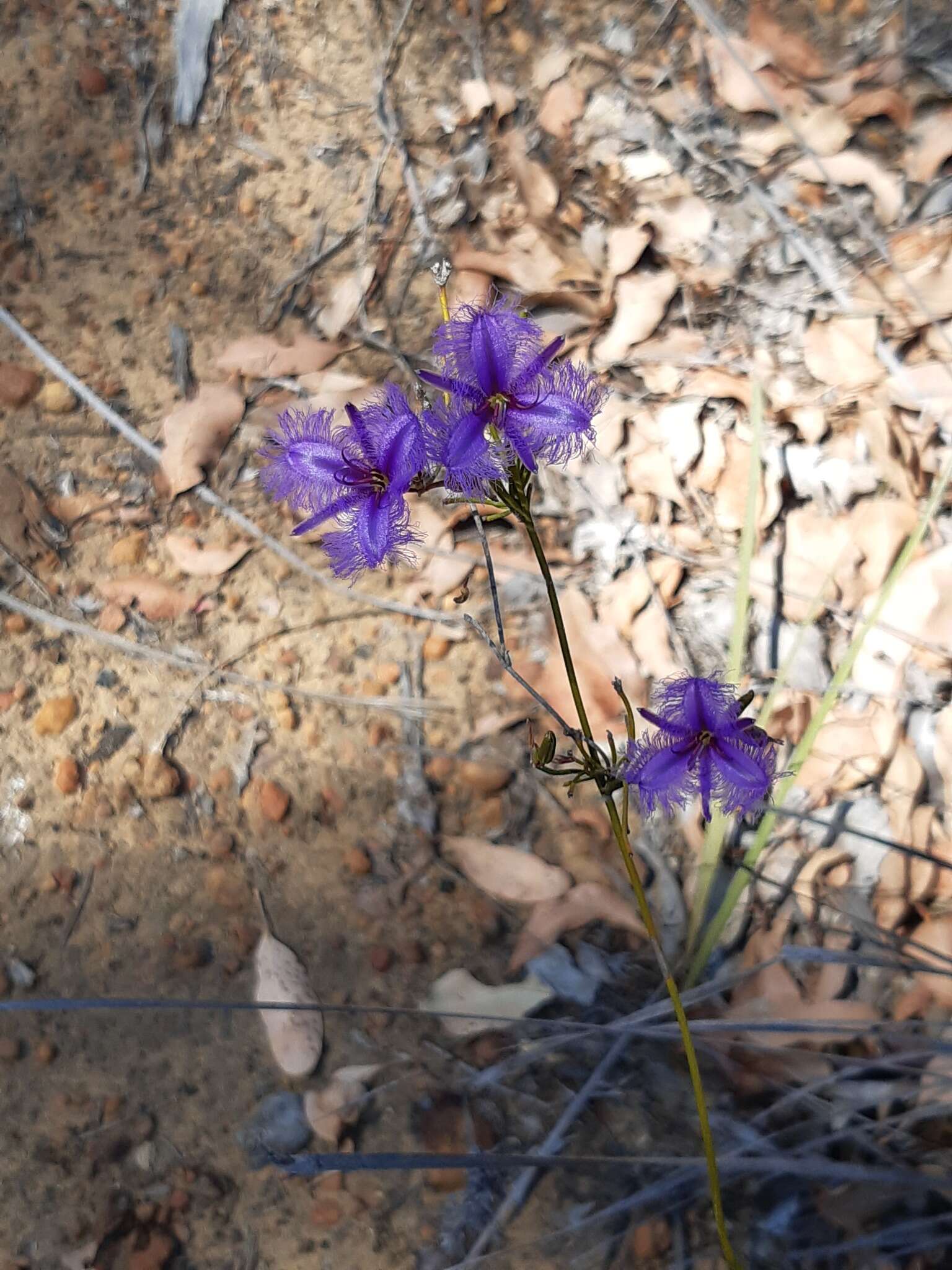 Image of Thysanotus sparteus R. Br.