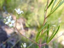 Image of Zieria laxiflora (Benth.) Domin