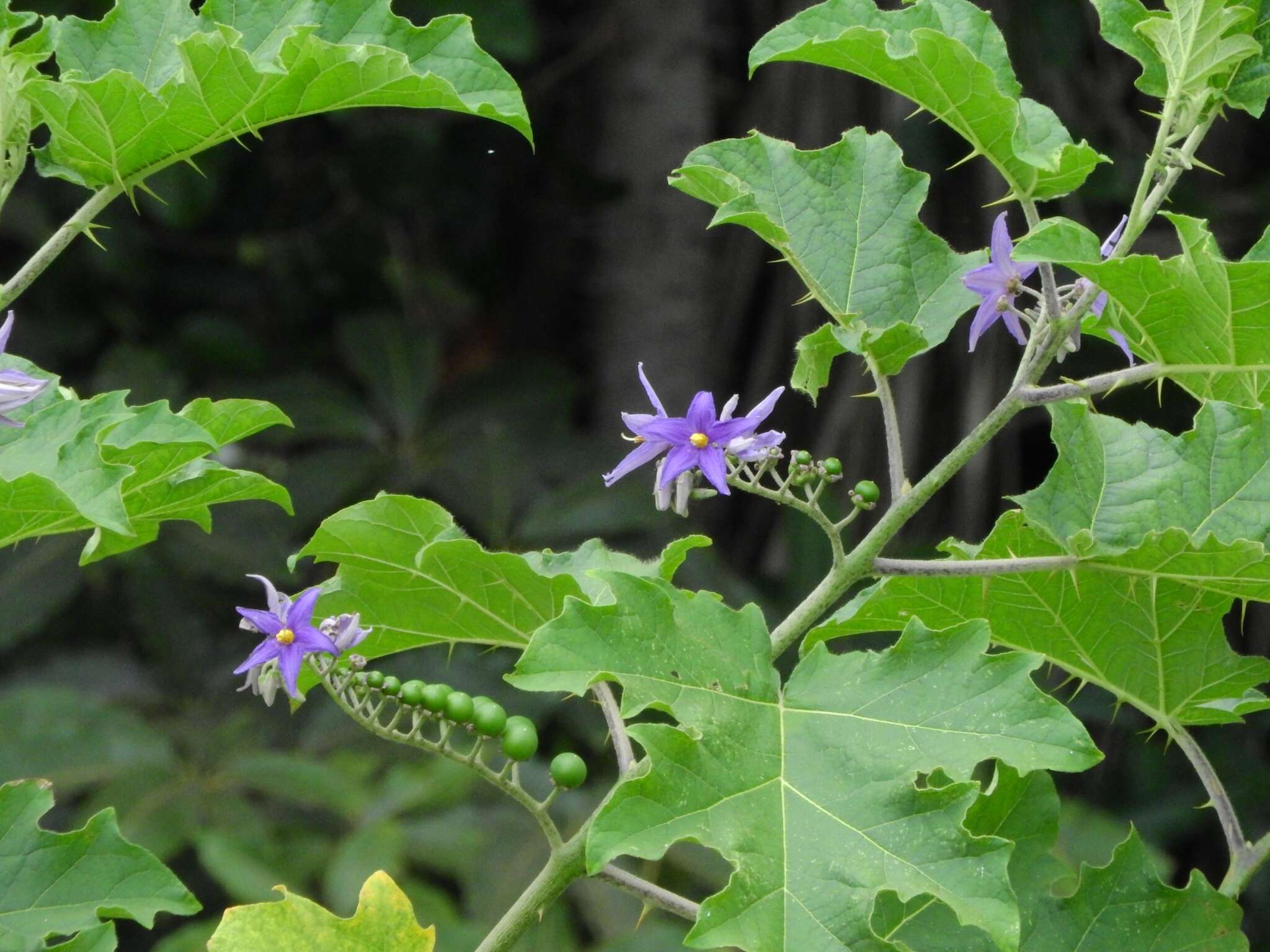 Solanum tricuspidatum Rich. ex Dun. resmi