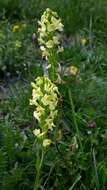 Image of Pedicularis ascendens Schleicher ex Gaudin