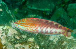 Image of Gunther's wrasse