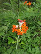 Image of Primula cockburniana Hemsl.