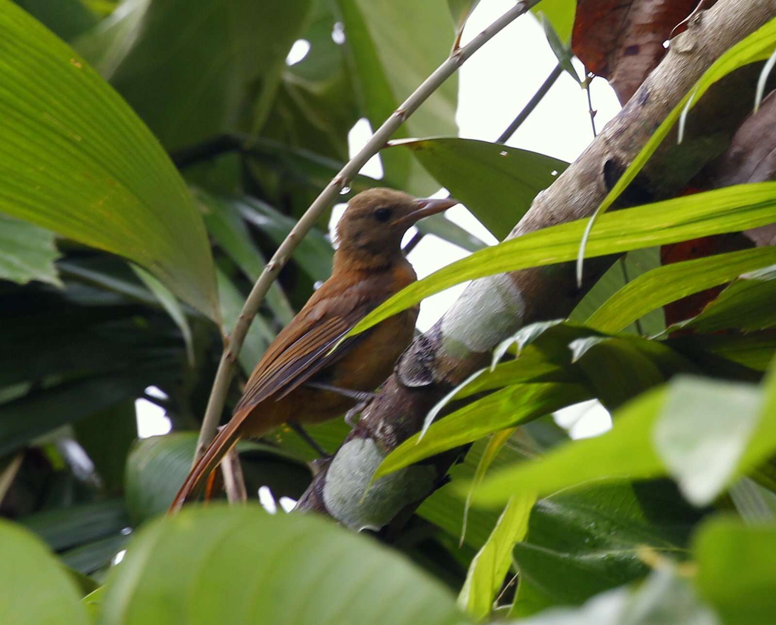 Pitohui kirhocephalus (Lesson, R & Garnot 1827)的圖片