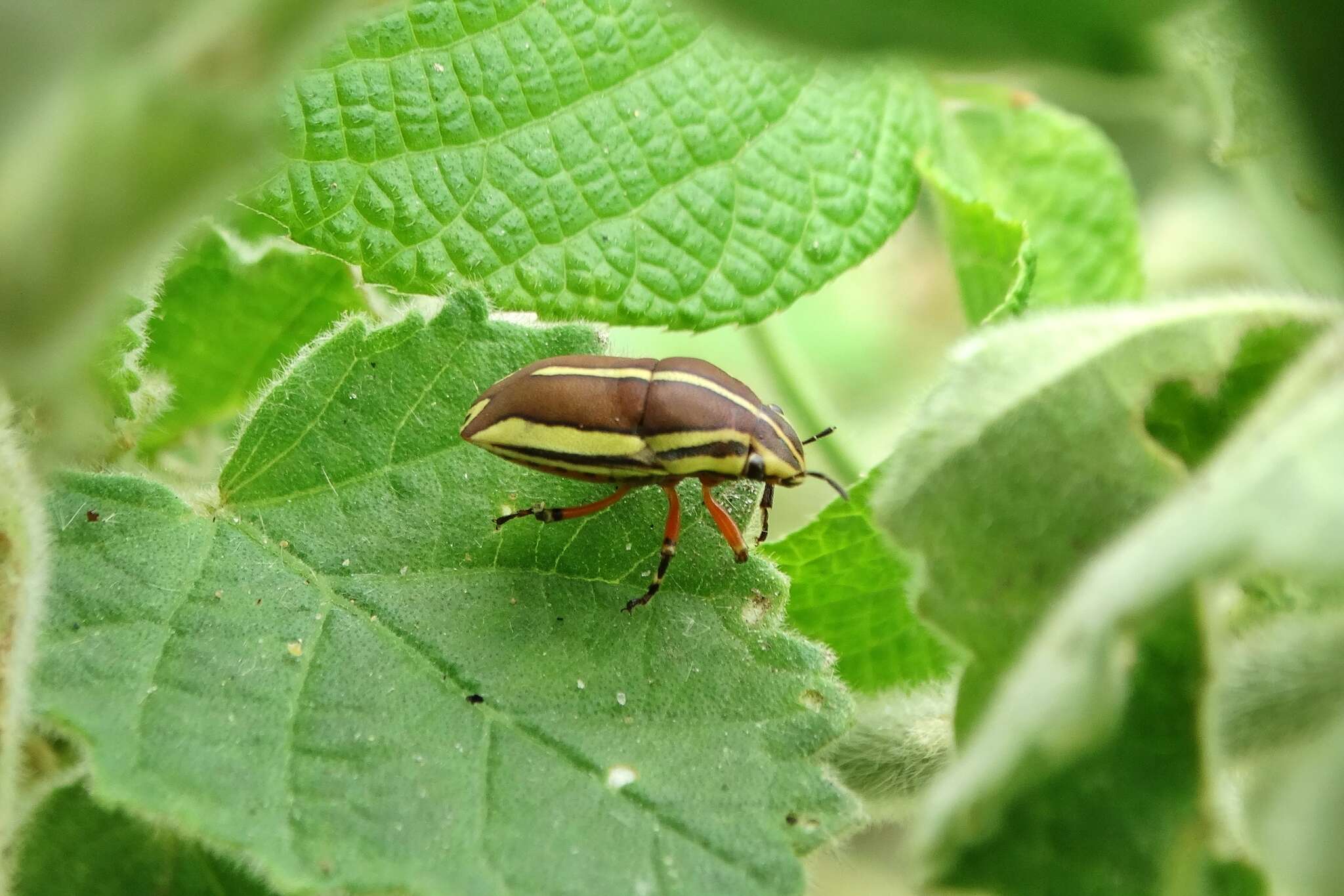 Image of <i>Agonosoma flavolineata</i> Laporte de Castelnau 1833