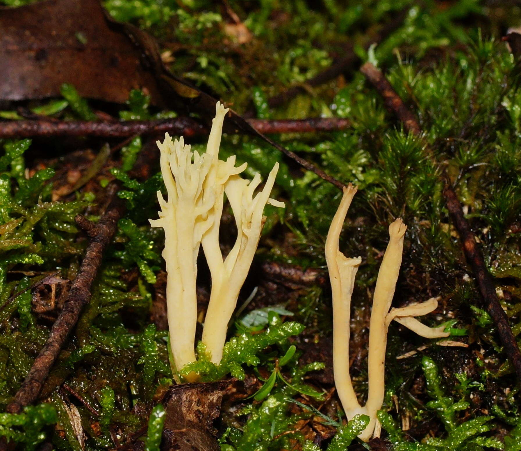 Image of Ramaria lorithamnus (Berk.) R. H. Petersen 1982