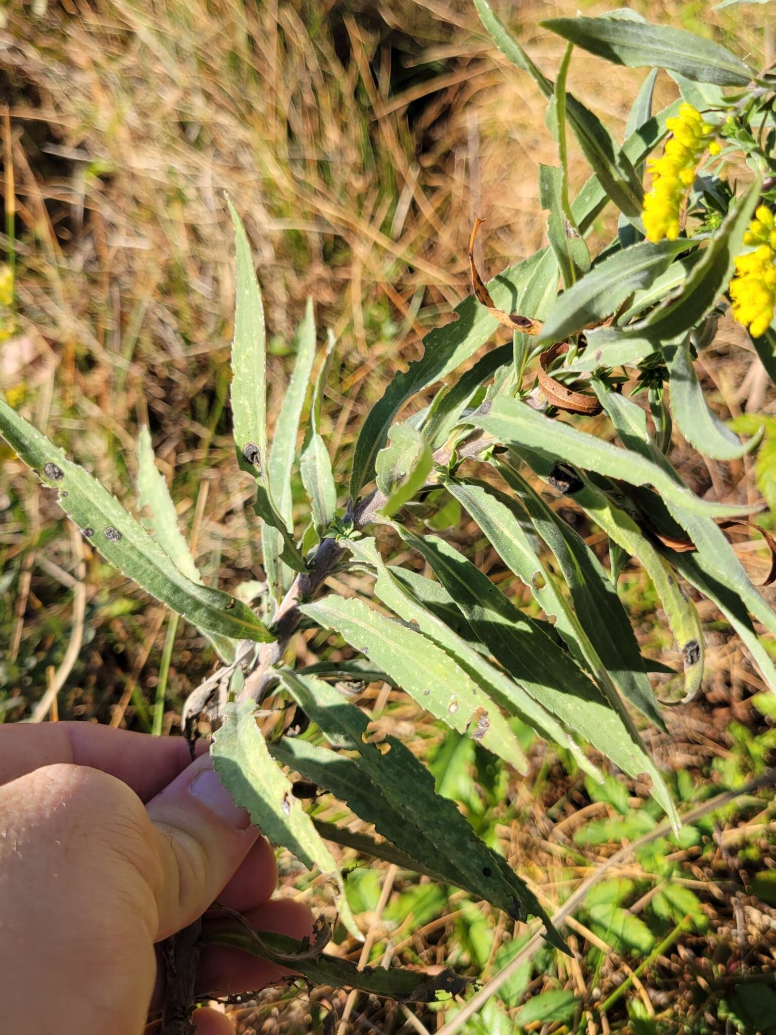 Image of Julia's goldenrod