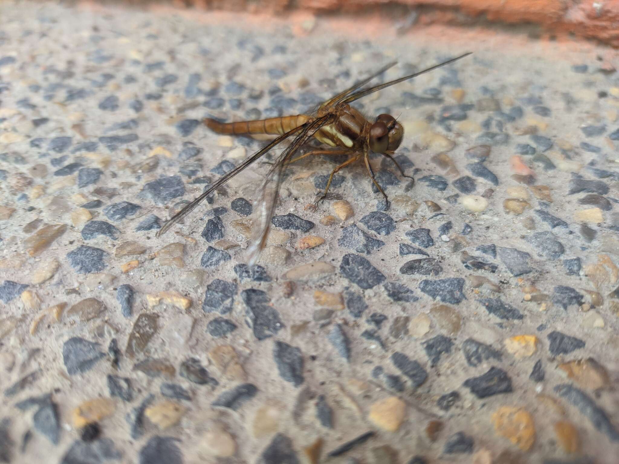 Image de Sympetrum gilvum (Selys 1884)