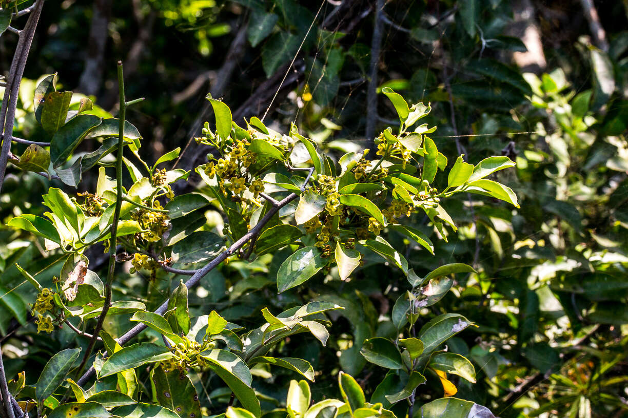 Image of Salacia gerrardii Lam. ex Sprague