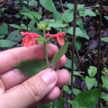 Stachys coccinea Ortega resmi