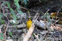 Image of Golden Bush Robin