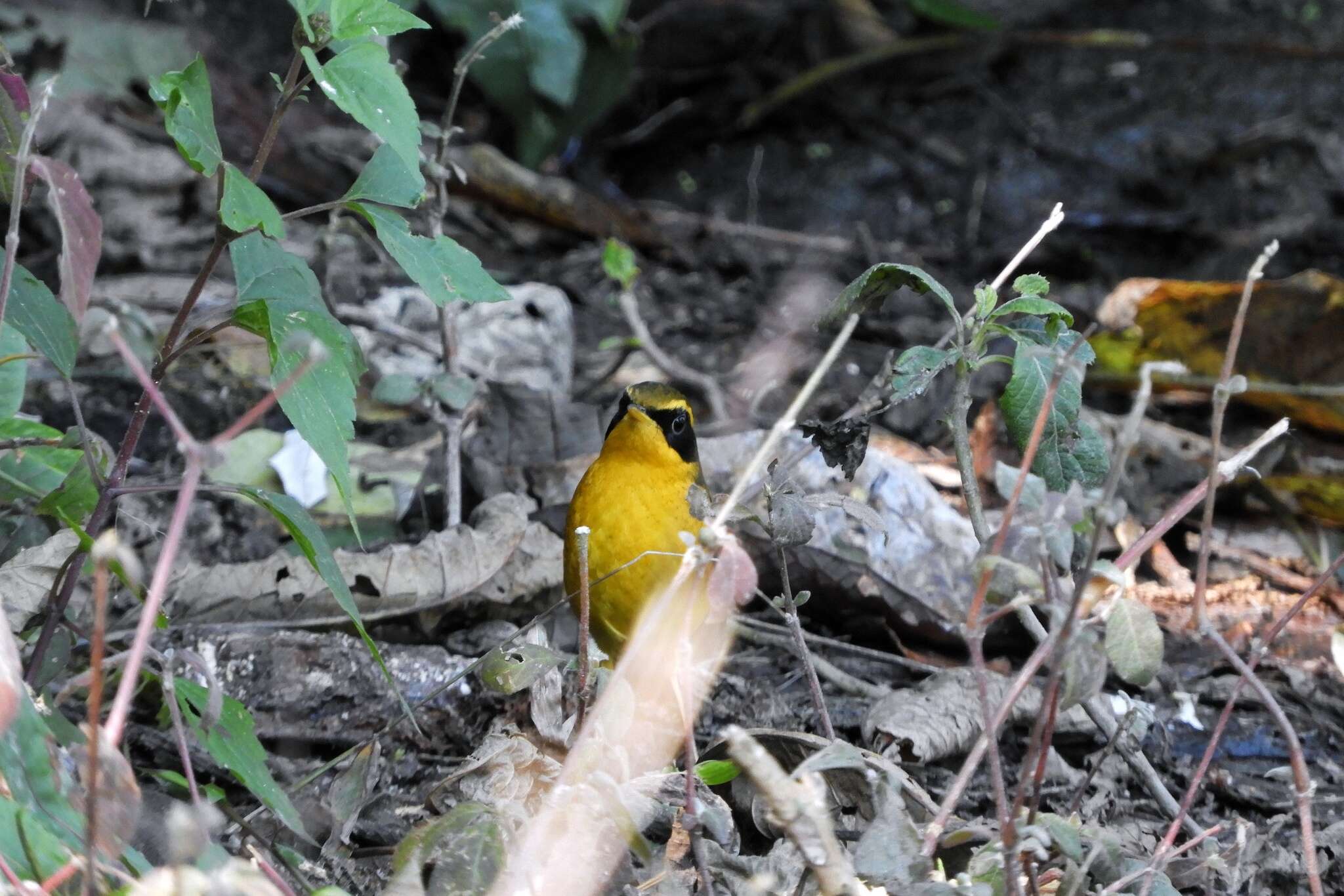 Image of Golden Bush Robin