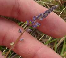 Image of blue pygmyflower