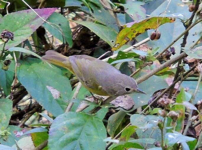 Leiothlypis ruficapilla (Wilson & A 1811) resmi