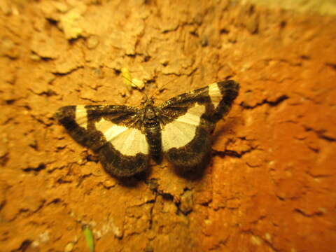 Image of Common Spring Moth