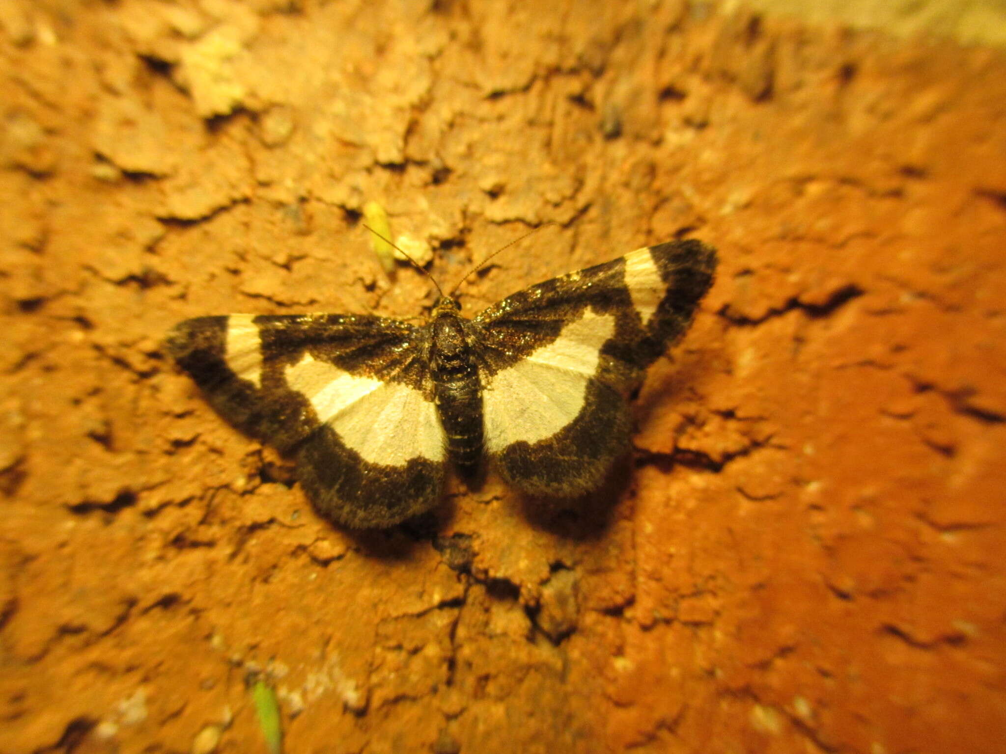 Image of Common Spring Moth