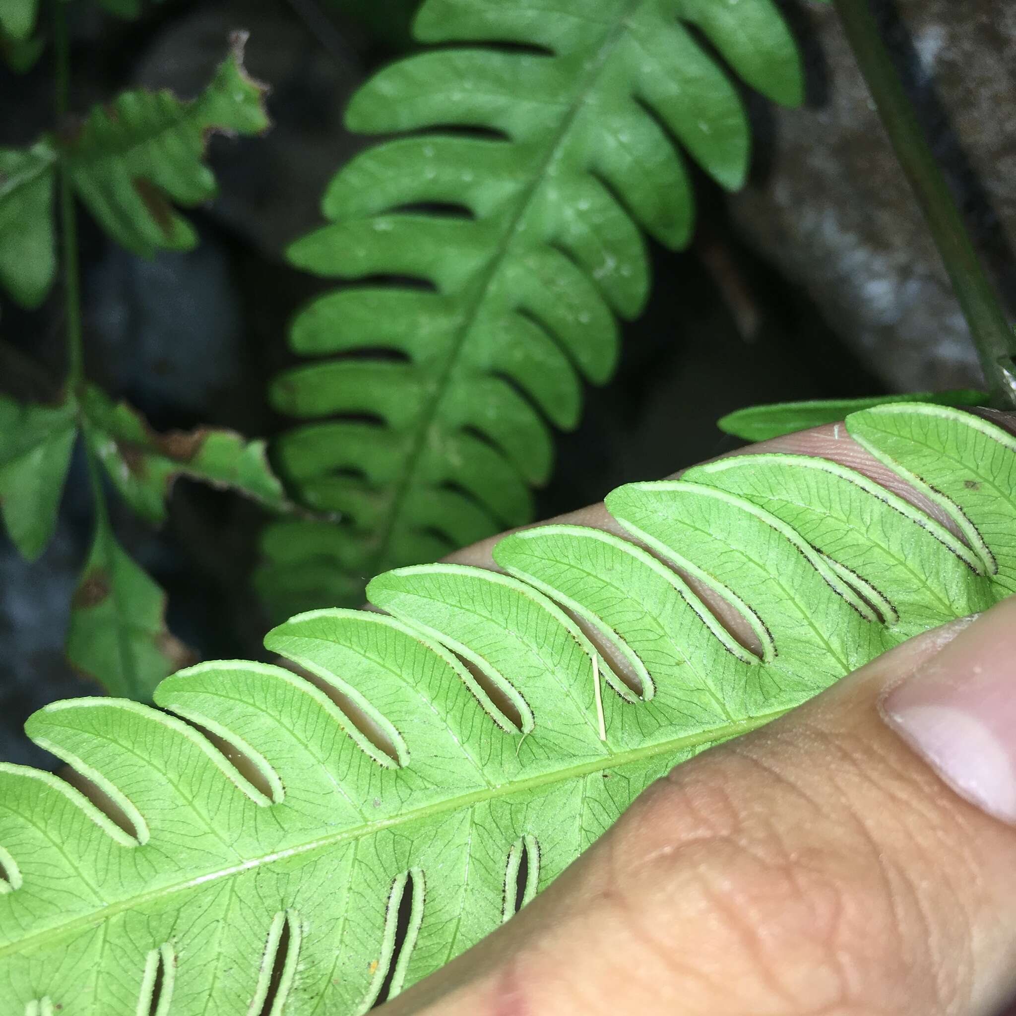 Plancia ëd Pteris biaurita L.