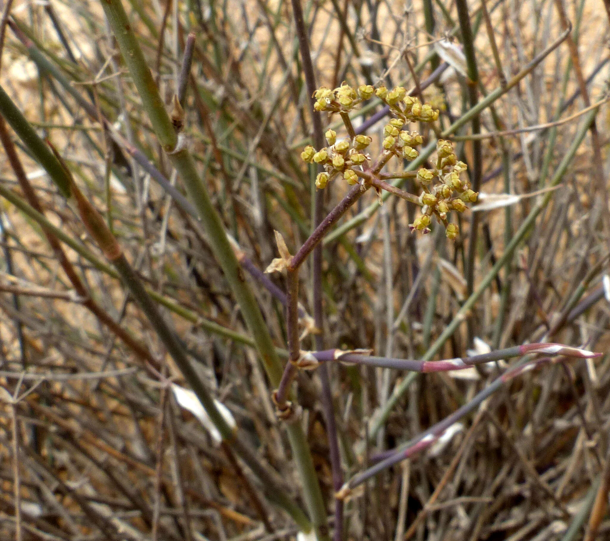 Image of Deverra tortuosa (Desf.) DC.