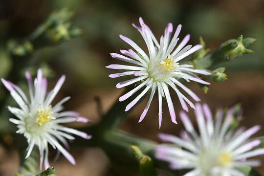 Image of Mesembryanthemum articulatum Thunb.