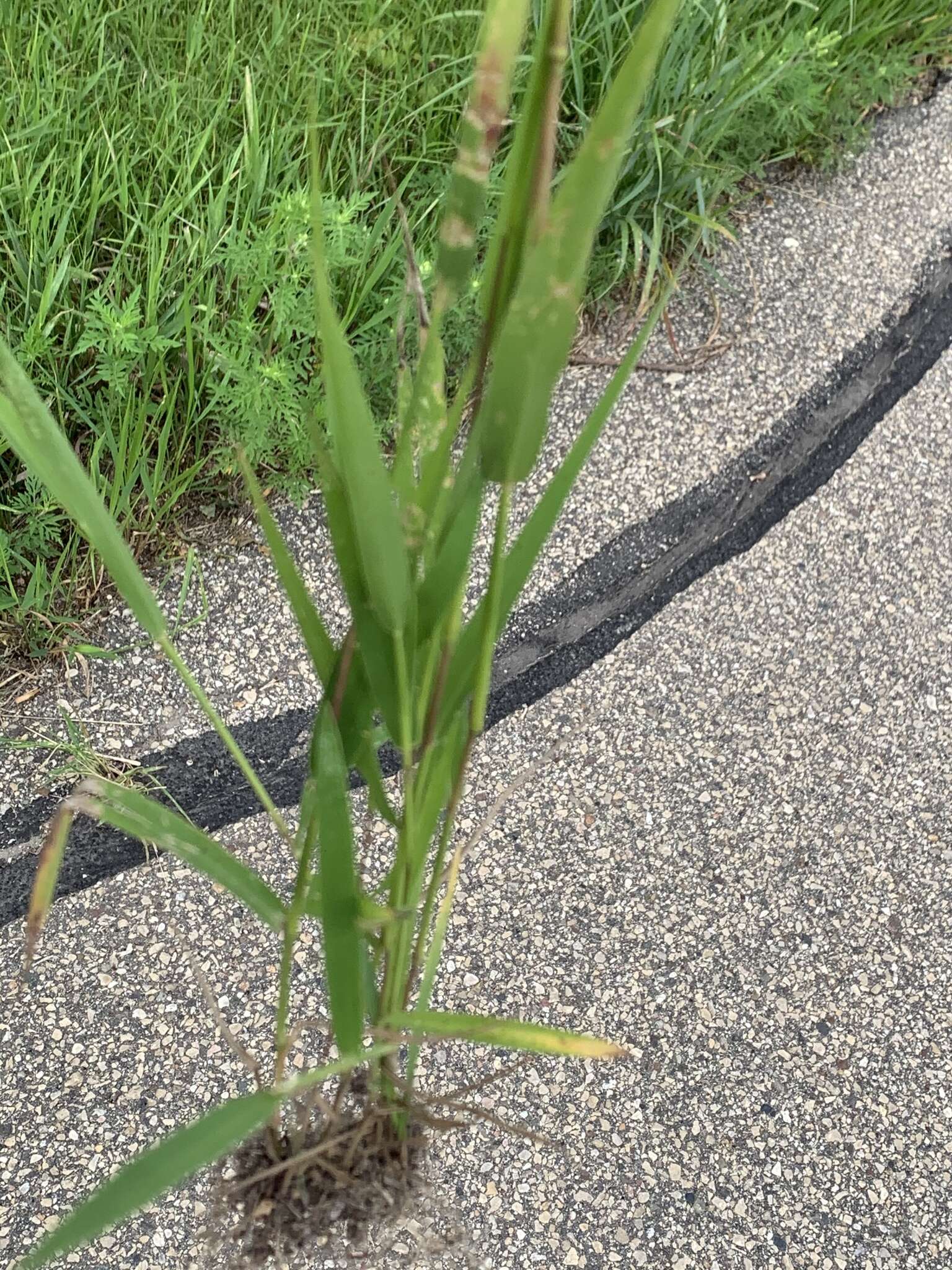 Image of hairy cupgrass