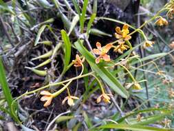 Plancia ëd Prosthechea panthera (Rchb. fil.) W. E. Higgins